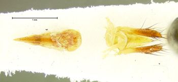 Media type: image;   Entomology 31927 Aspect: genitalia
